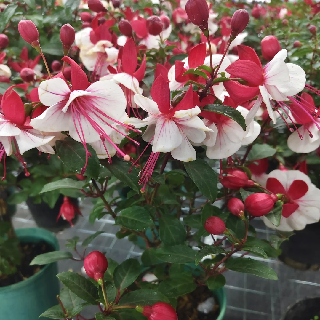 【百叶裙棒棒糖】倒挂金钟灯笼花多年生易爆盆阳台观花花卉盆栽