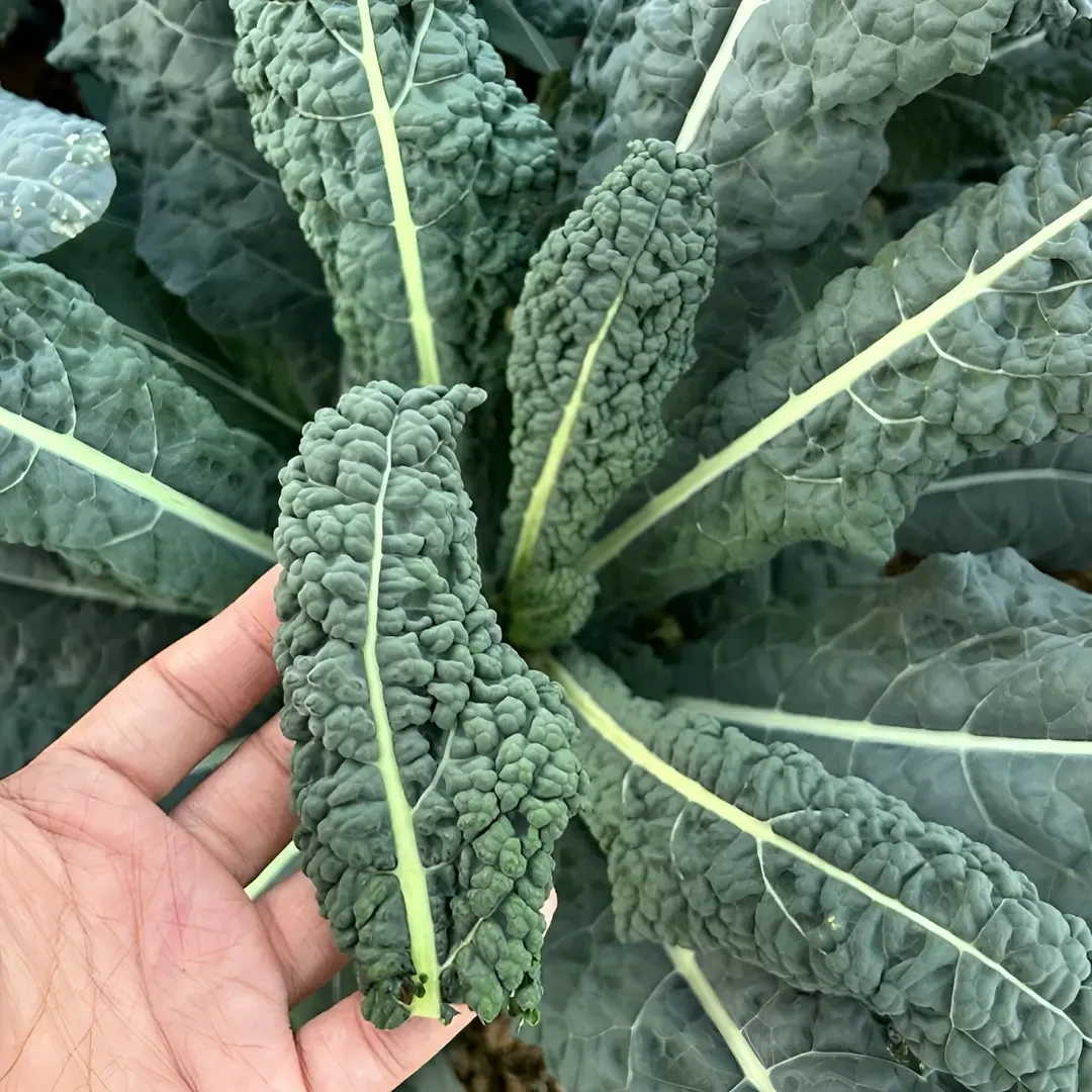 【皱叶菜种子】蔬菜种子家庭小院四季种植