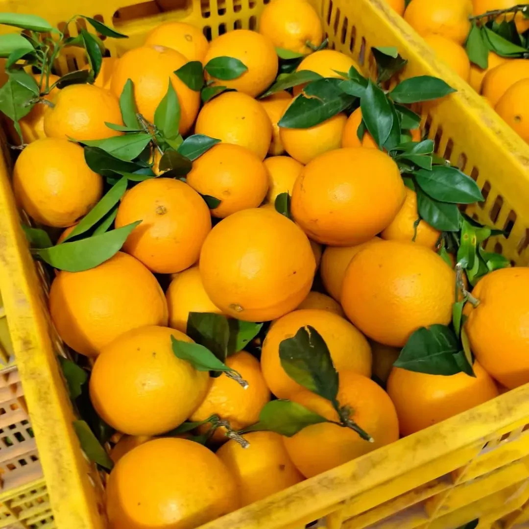 贺州富川脐橙现摘现发