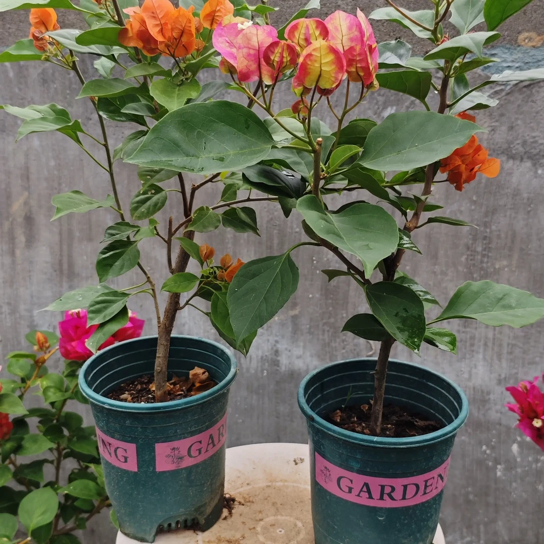 实拍三角梅绿植花卉壮苗原盆带花四季勤花阳台庭院种植易养