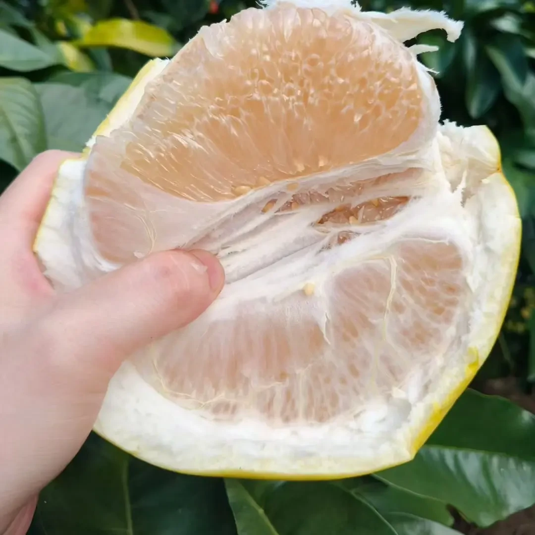平和三十年老树水晶白柚现摘现发皮薄肉厚超级甜