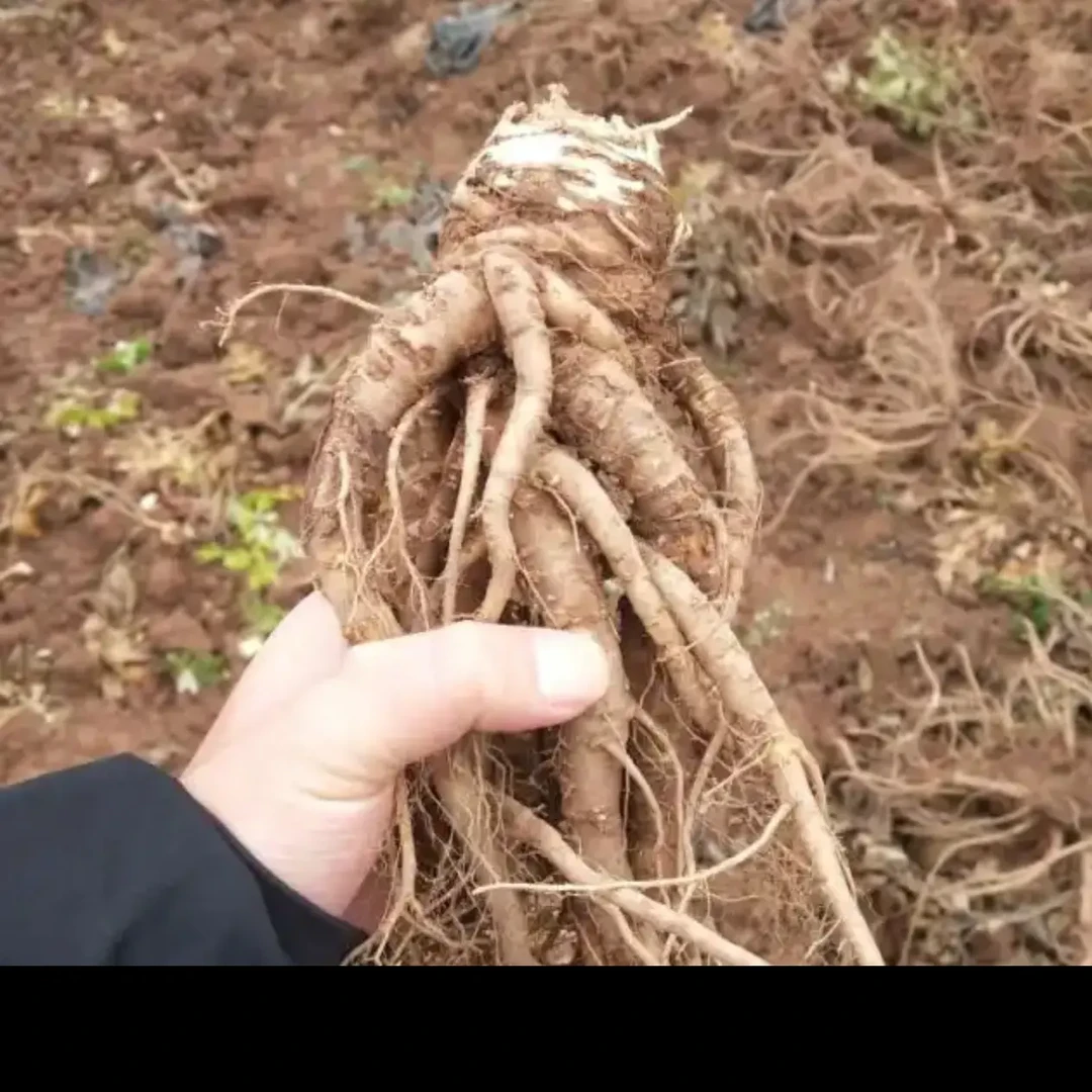 甘肃定西原产地当归，煲汤，泡水