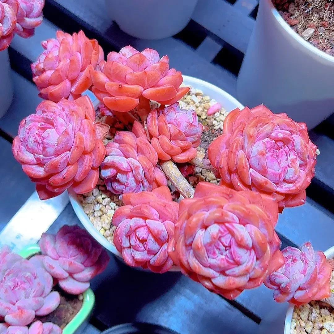 链接补拍精品星影多肉植物办公室阳台好养绿植盆栽