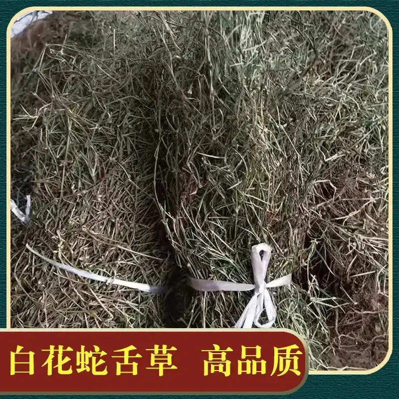 福建高山农村天然野生白花蛇舌草整颗正品整株蛇舌草无硫当季新货