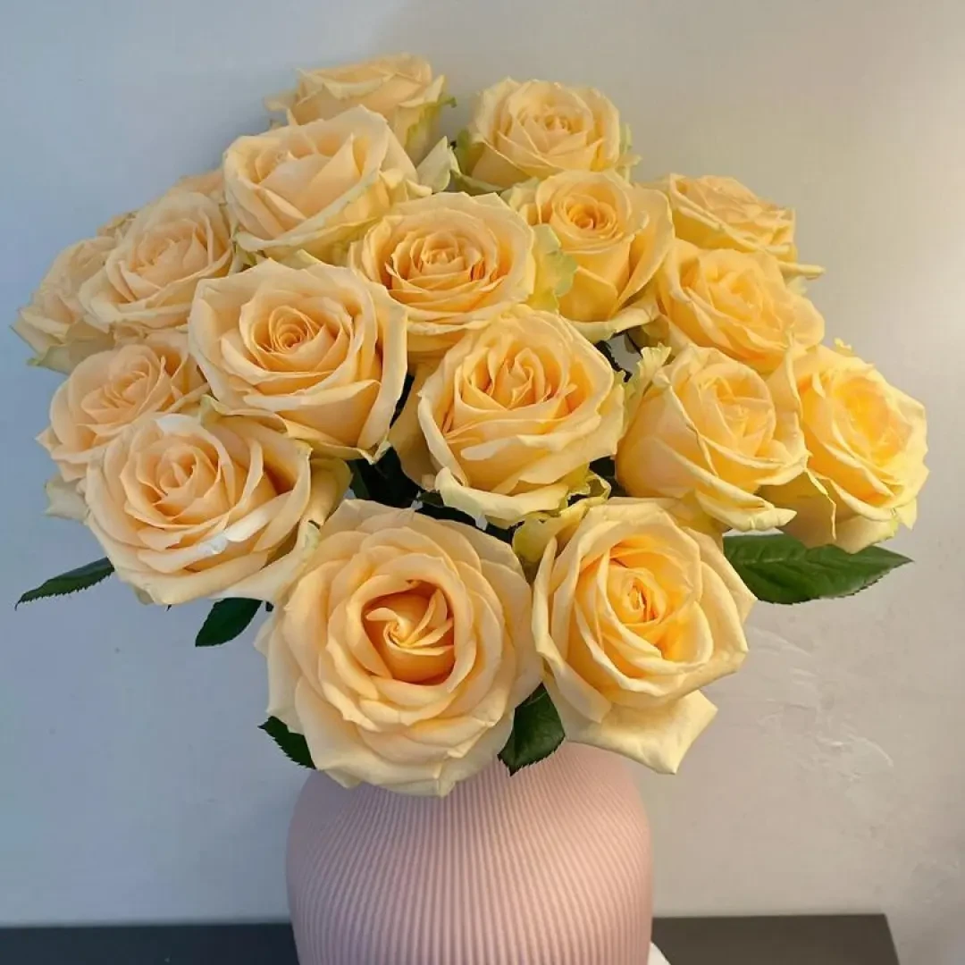 蜜桃雪山香槟玫瑰花鲜花云南直发昆明基地批发家用水养真花橙玫瑰