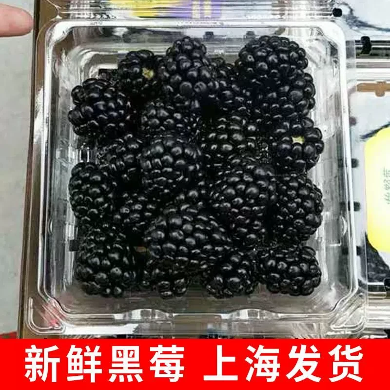 现货新鲜黑莓2盒独立包装稀有热带水果桑葚黑树莓孕妇水果发顺丰