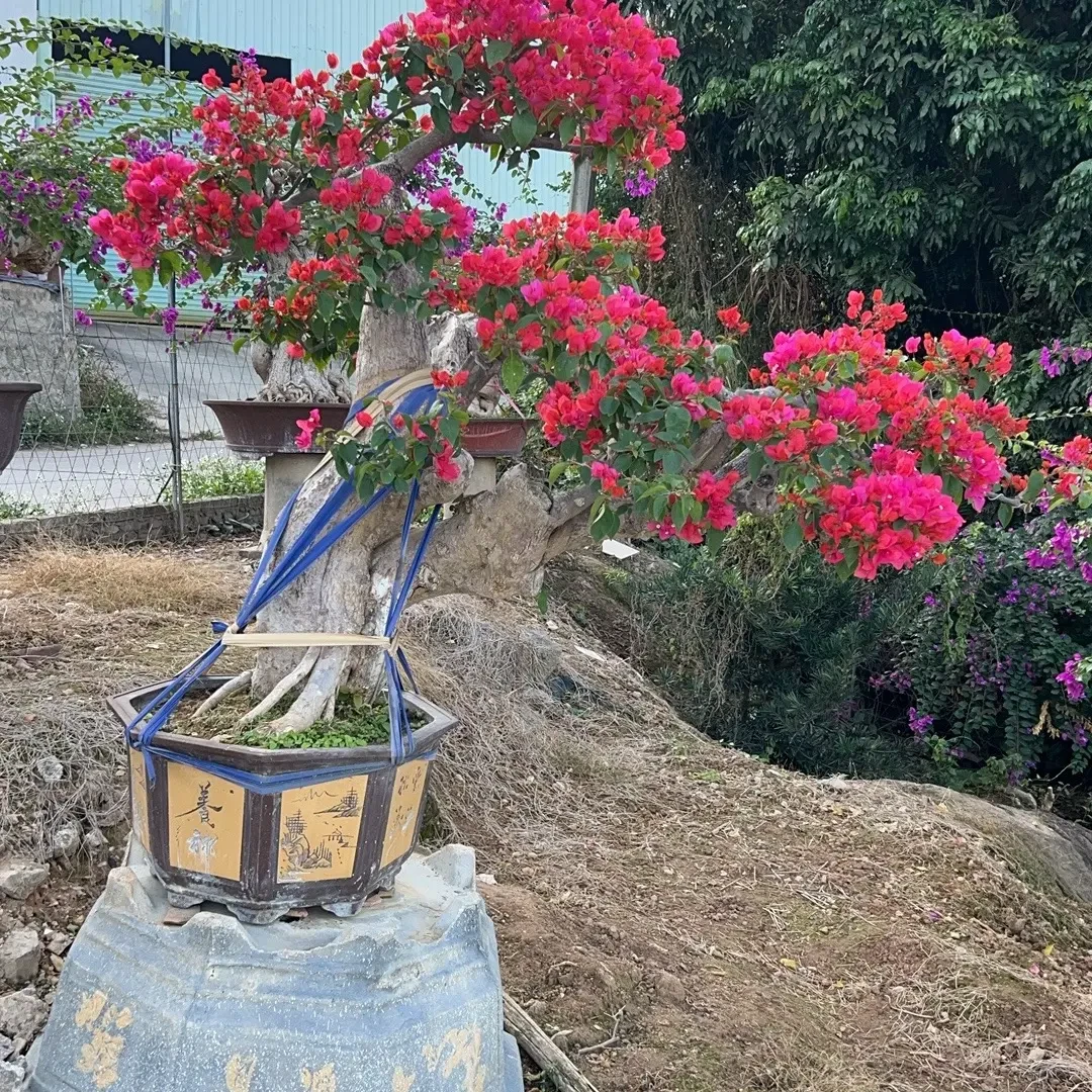 同安红三角梅盆栽四季开花耐寒耐热室内外好养易活