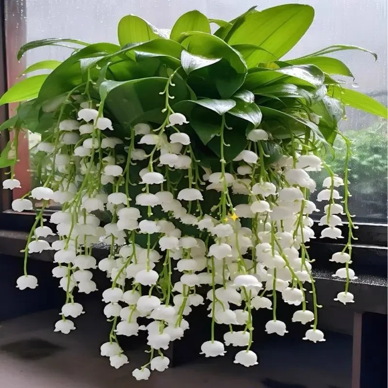 铃兰花卉浓香型带芽发货风铃多年生绿植耐热新手好养植物四季开花