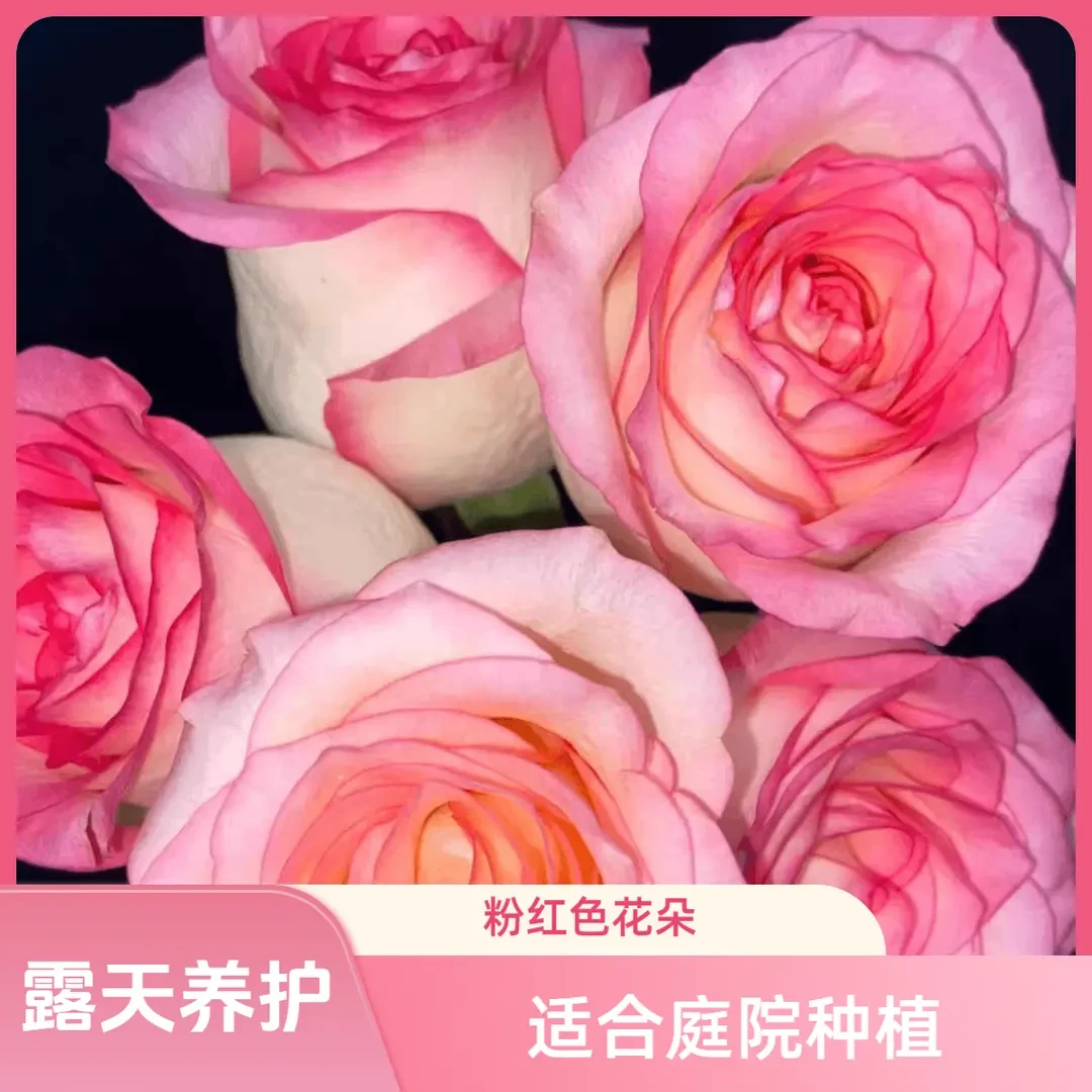 【艾莎】2加仑2-3年露天养护灌木月季花香水大花多花苗四季开花盆栽