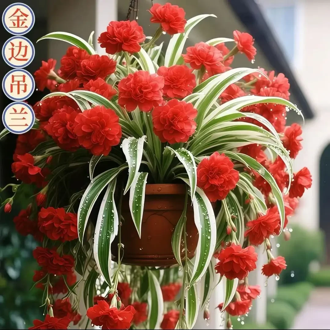 金边大花香水吊兰浓香型新手懒人好种四季开花 室内阳台驱蚊虫