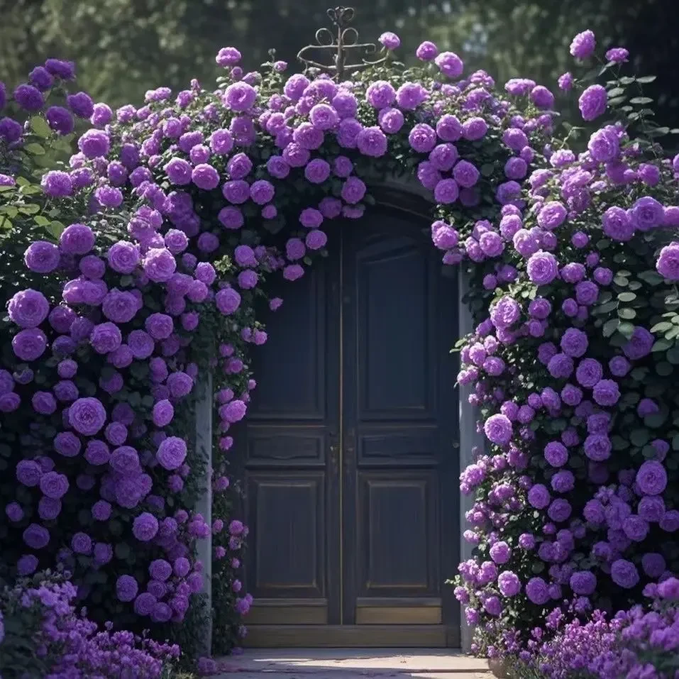 爬藤造景蔷薇花苗四季月季玫瑰花苗爬藤造景庭院大花花卉盆栽绿植