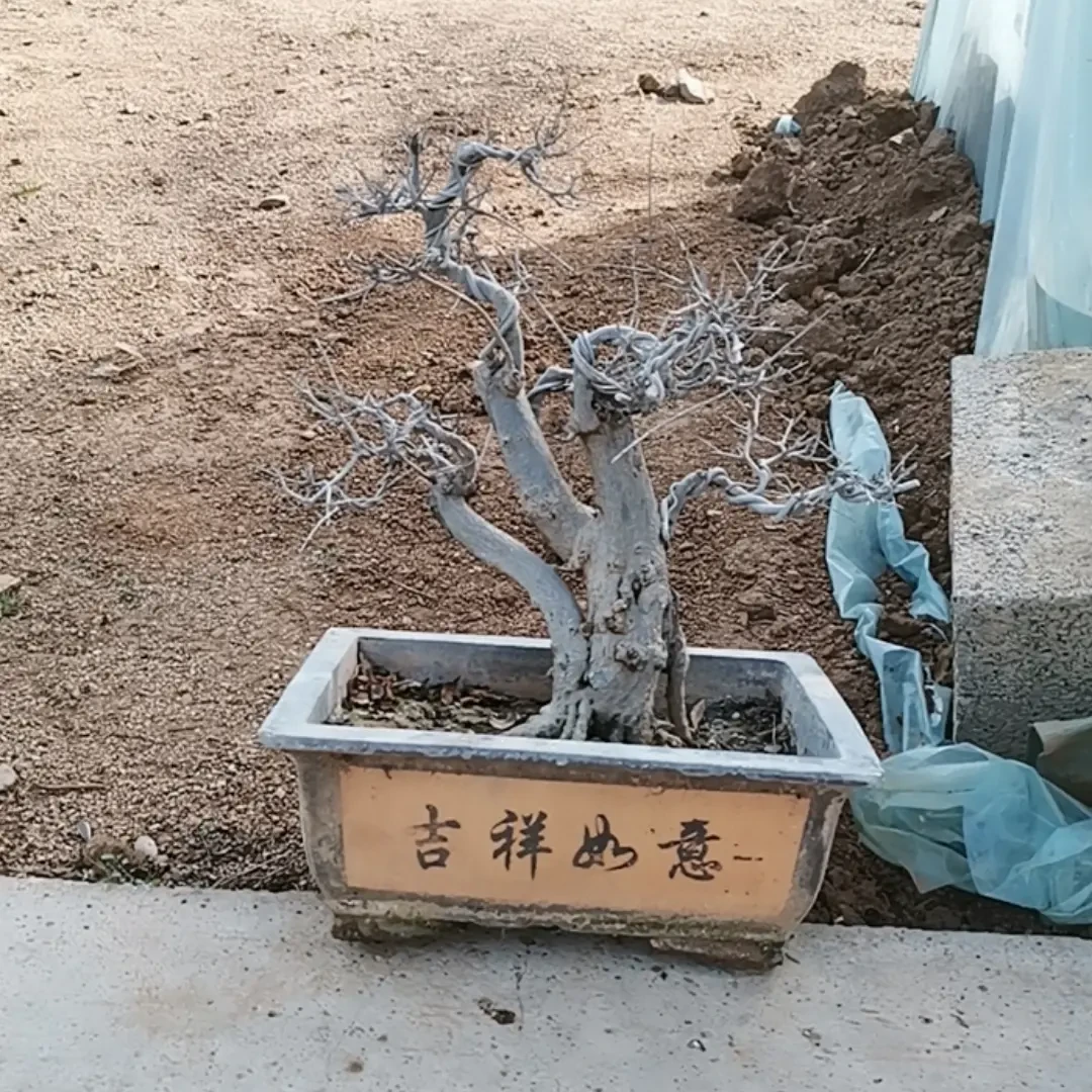 荀子铁马鞭盆景直播绿植盆栽