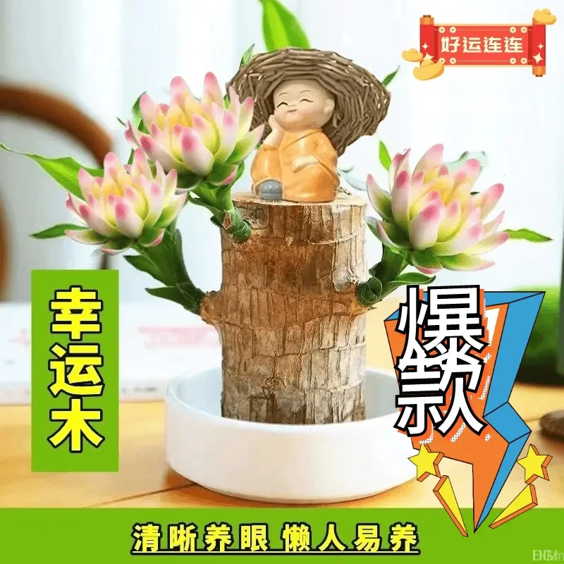【10年以上带芽发货正宗进口品质】精品巴西木好养活幸运木水培盆栽