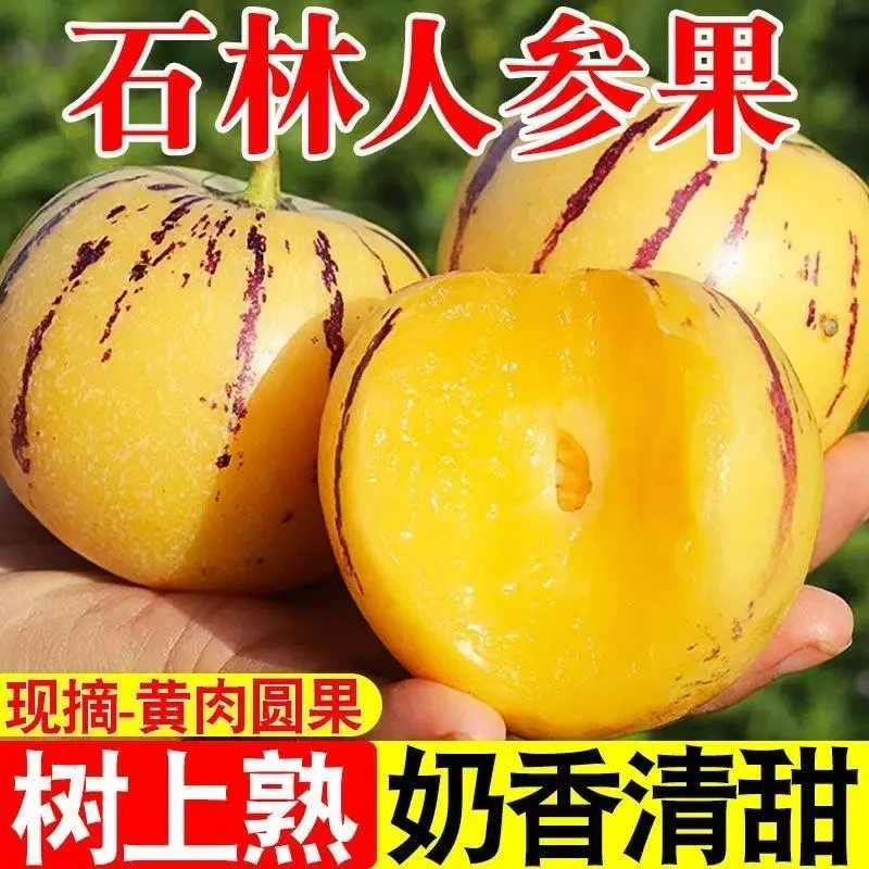 云南石林风化石人参果树上自然成熟黄肉圆果新鲜多汁清甜可口