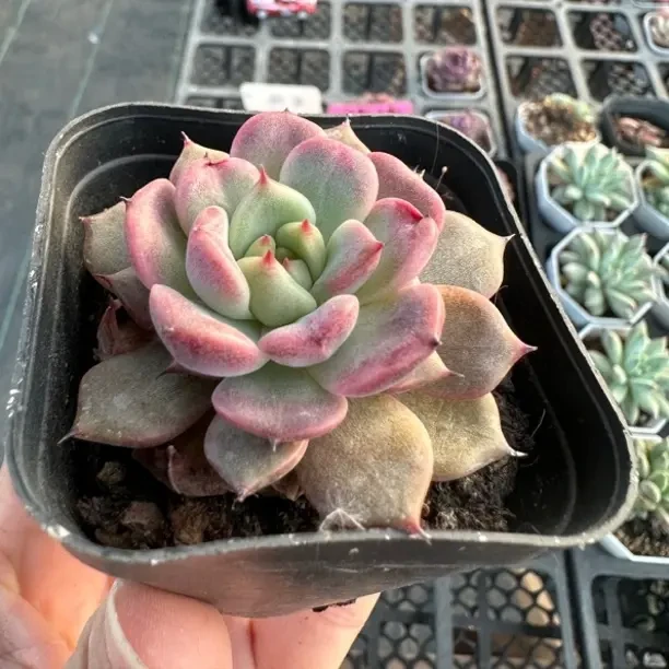 神迪多肉植物办公室阳台绿植盆栽好养肉肉花卉