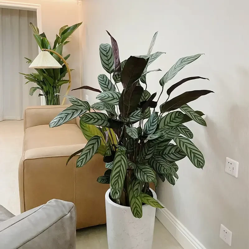 【新飞羽竹芋】室内观叶植物四季常青盆栽花卉绿植