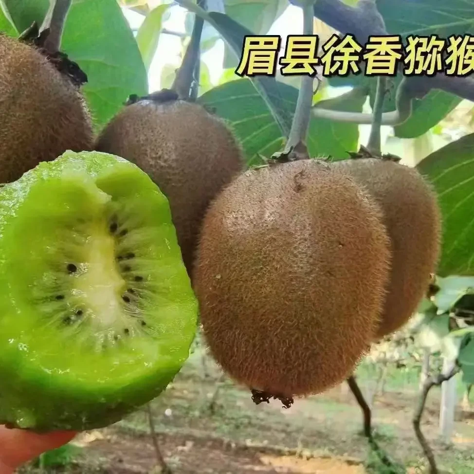 陕西眉县新鲜徐香猕猴桃当地直发绿心水果甜蜜多汁家庭装小果30枚