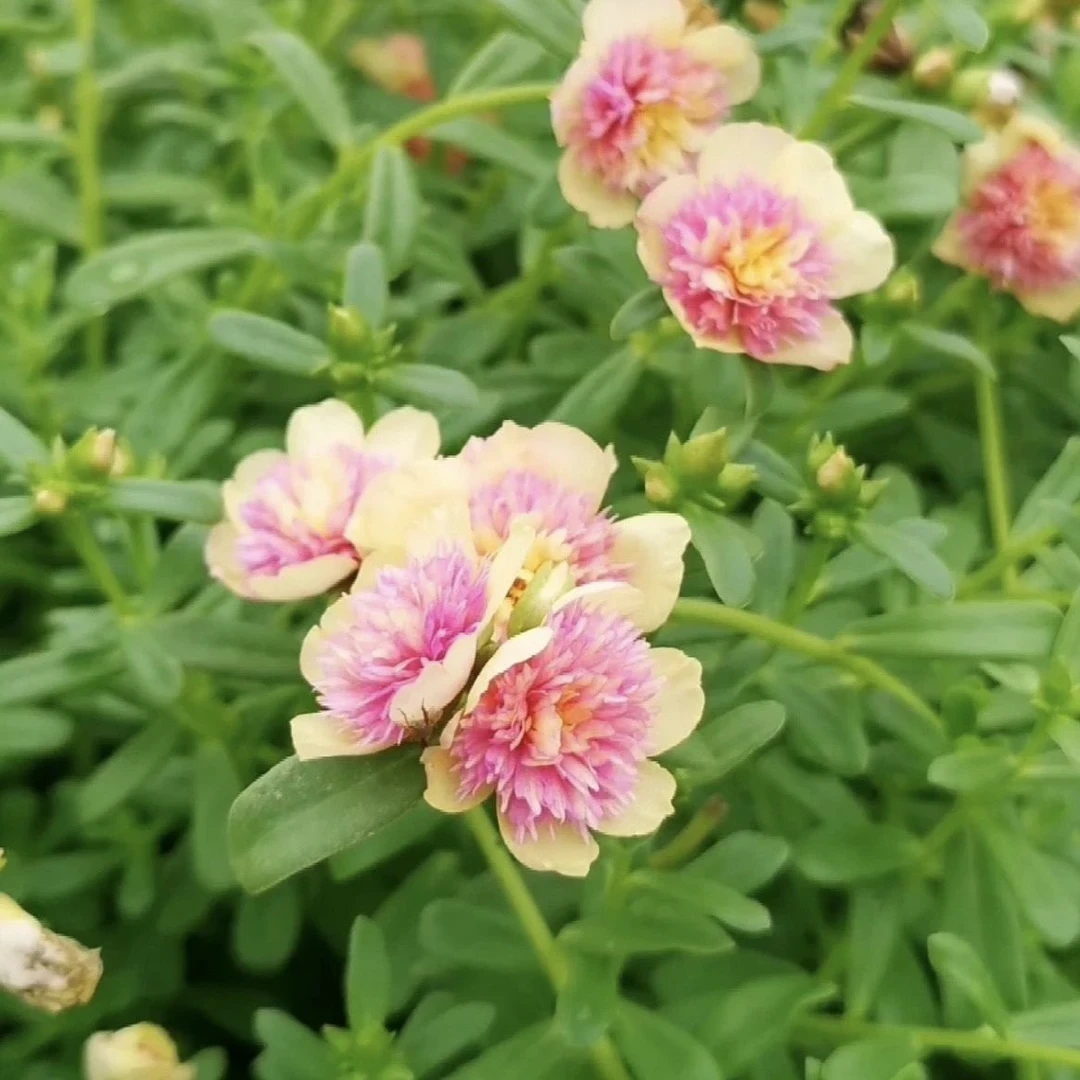 混色重瓣太阳花苗庭院盆栽耐热四季开花易养活花卉
