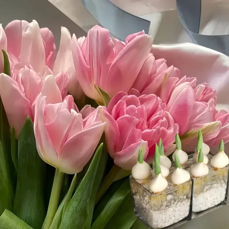 进口郁金香种球五度球易养花卉花种子可水培土养阳台庭院花园室内