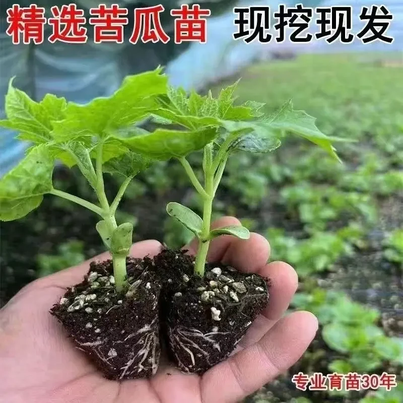 苦瓜苗带土大肉苦瓜苗高产阳台盆栽庭院菜地生长快四季蔬菜苦瓜苗