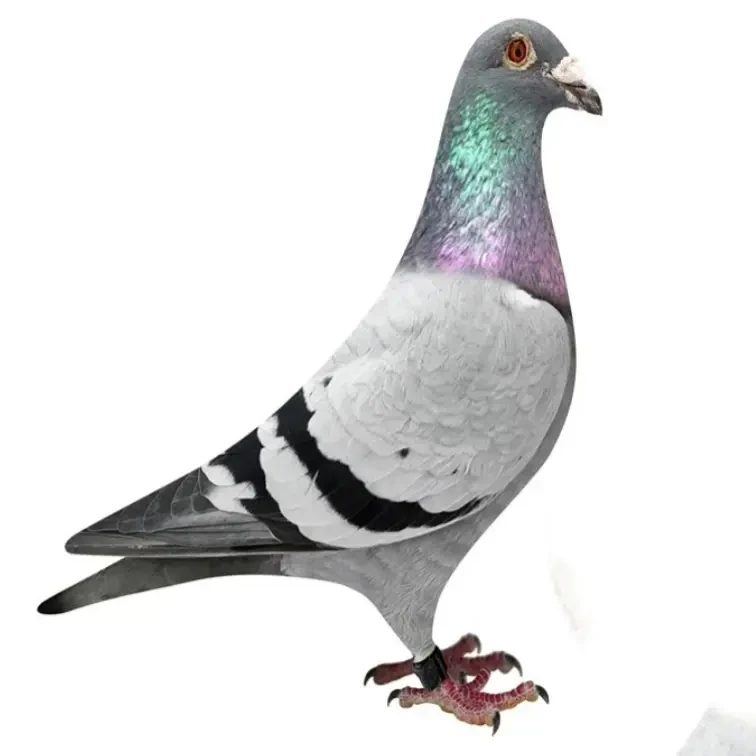 植物提取鸽疫康有效呵护赛鸽种鸽幼鸽健康