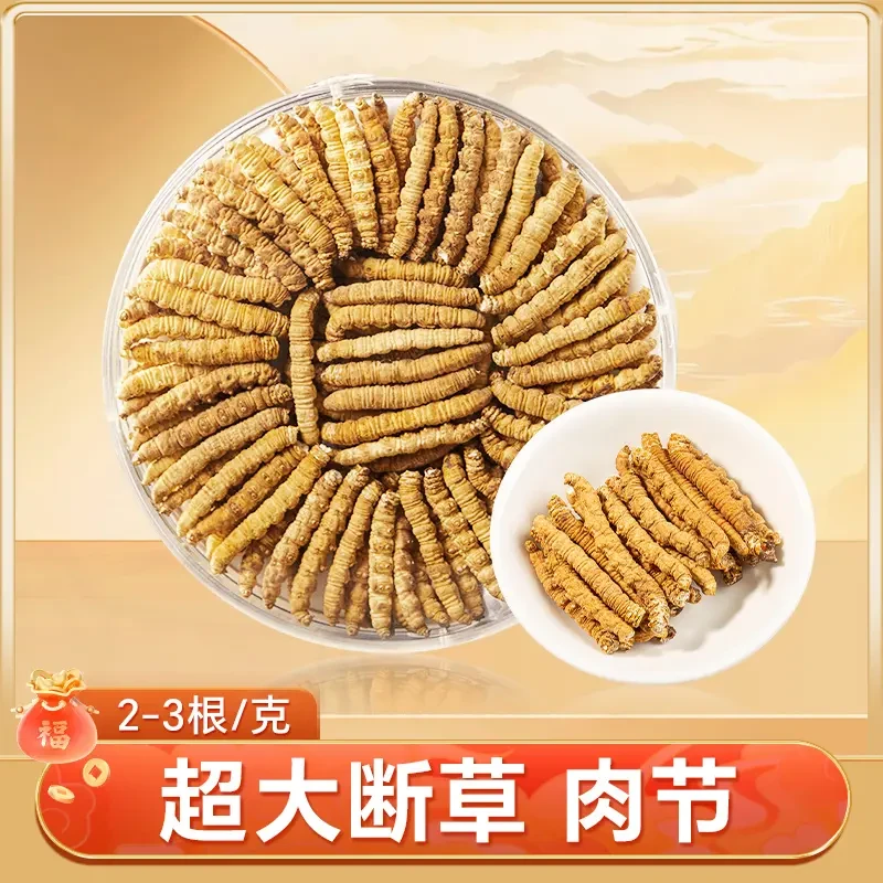 【精选超大断草】冬虫夏草断草 头期正宗断虫草