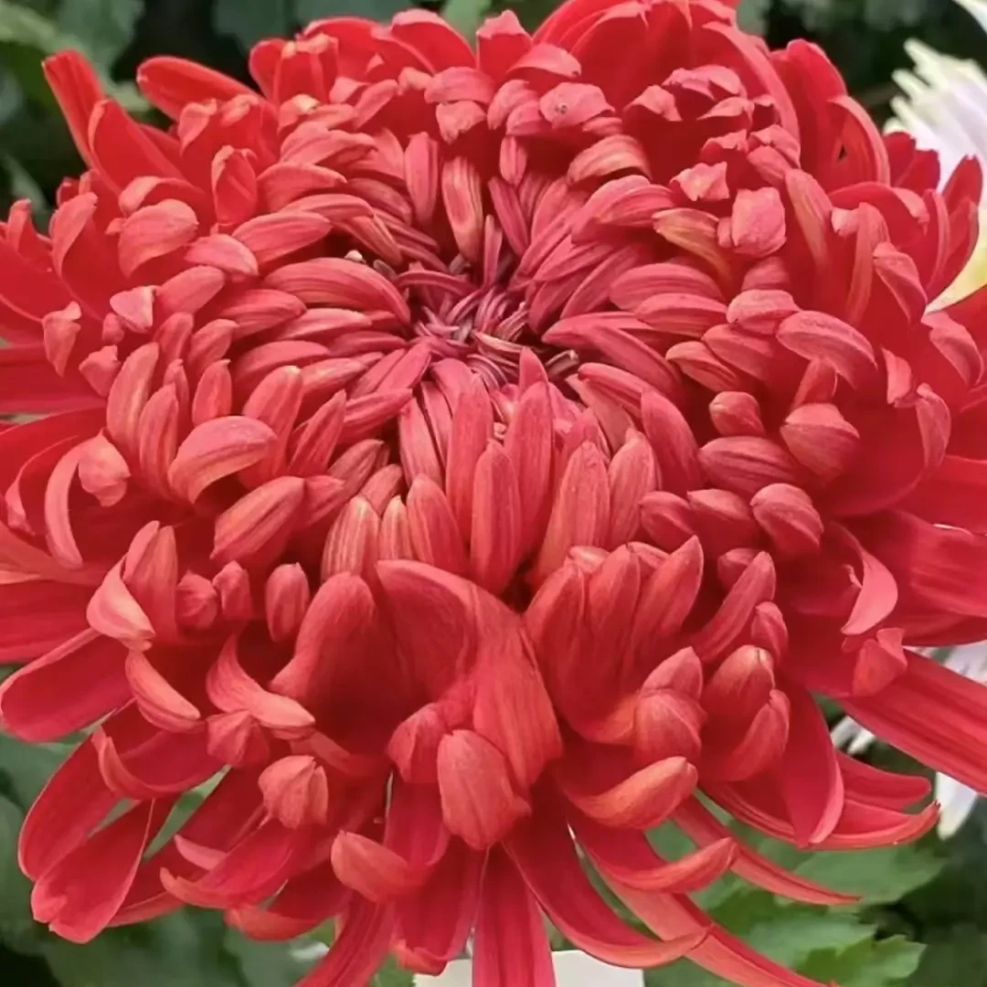 【盘龙圣火】大花富贵菊 九月大菊盆栽开花好看