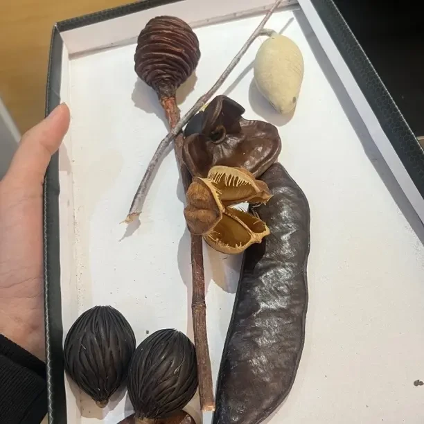 专拍（一物一拍） …..