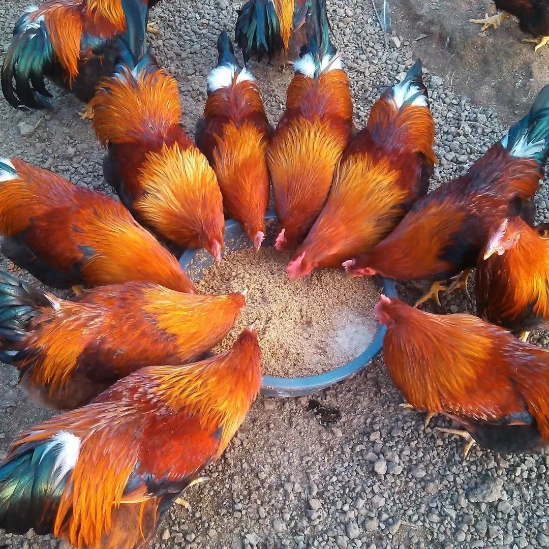 九斤红鸡整鸡生鲜肉质鲜美多汁10只