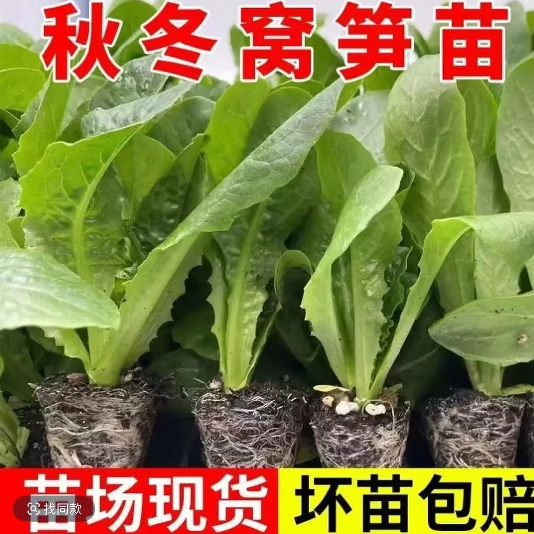 青皮莴苣苗带土发货秋冬耐寒家庭阳台露地蔬菜秧苗