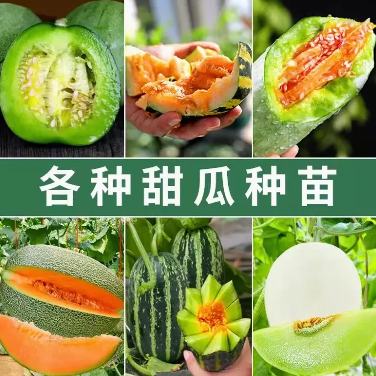 基地专育各种甜瓜苗博洋羊角蜜瓜酥甜瓜苗蔬菜孑秧脆高产香瓜蔬菜
