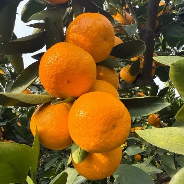 正宗宜昌蜜橘新鲜采摘果径60 - 80mm产地直发橘香浓郁