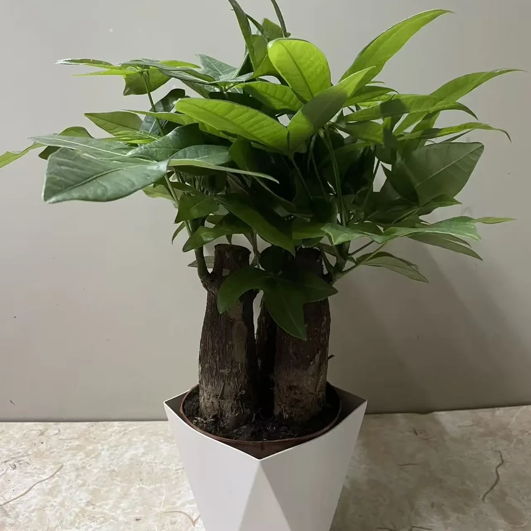 发财树盆栽室内客厅办公室绿植四季常青好养活菱形盆大三杆发财树