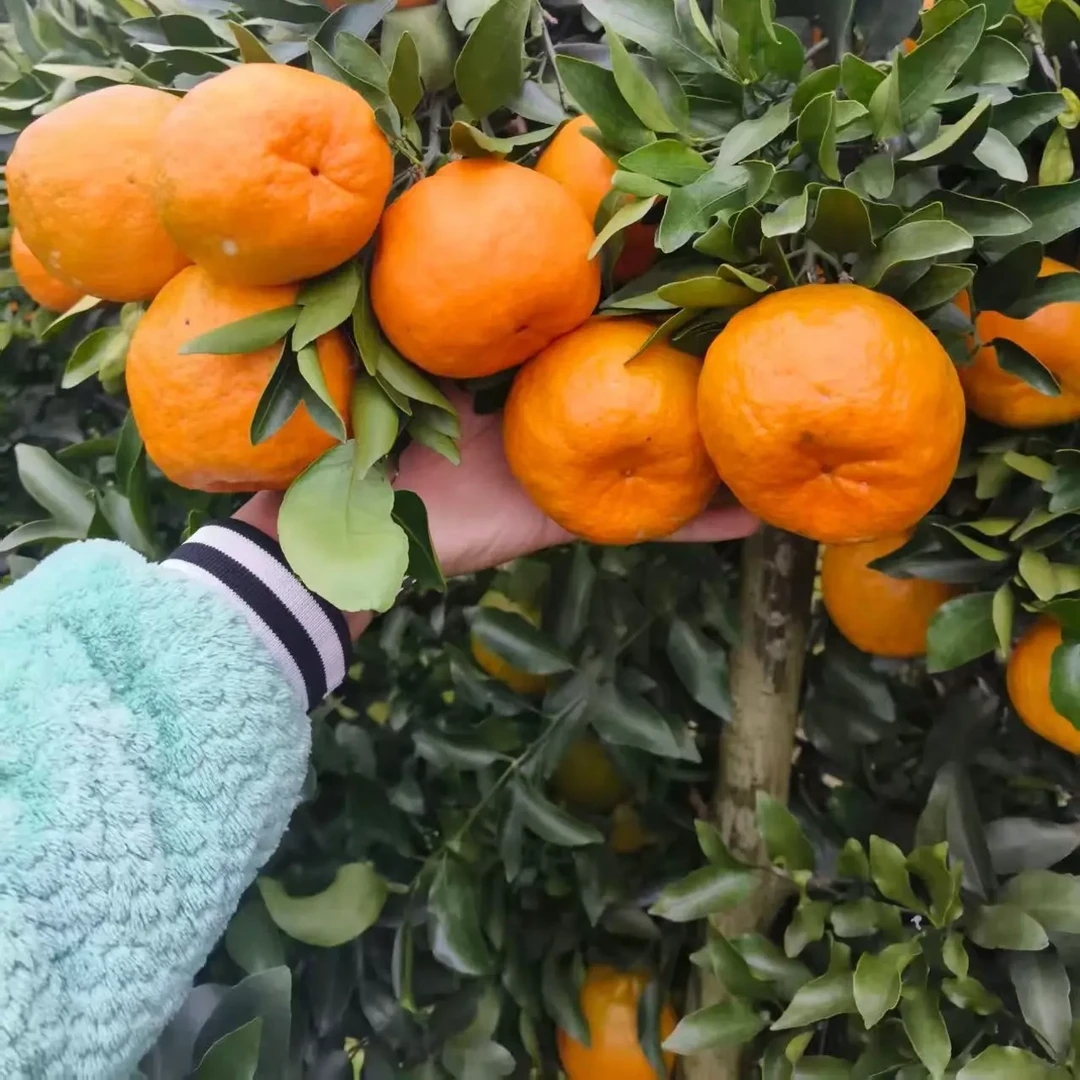 正宗四川椪柑（芦柑）新鲜纯甜多汁当季水果现摘现发