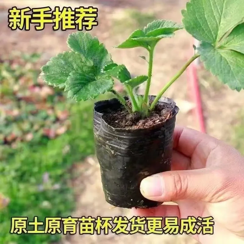 【四季结果草莓苗】奶油草莓种苗精品穴盘盆栽地栽红颜丹东四季结果