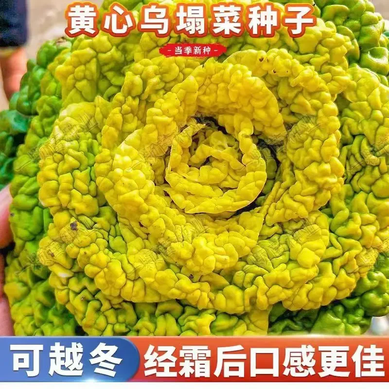 黄心乌菜乌塌菜种子四季白菜冬天青菜蔬菜子黑菜秋冬季菜籽盆栽