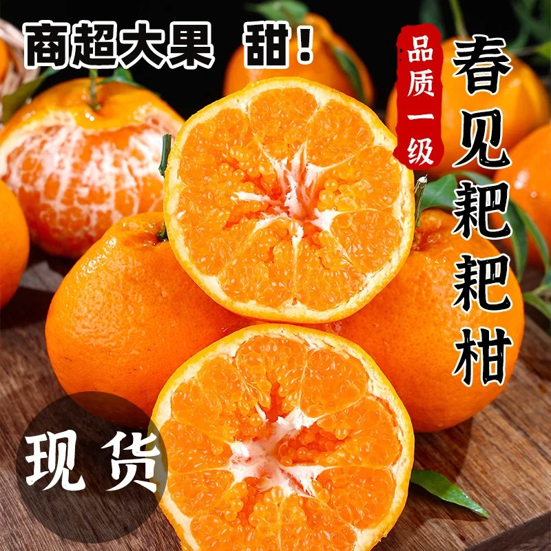 【25头茬】春见耙耙柑丑橘当季新鲜大果桔子酸甜多汁皮薄5/8斤