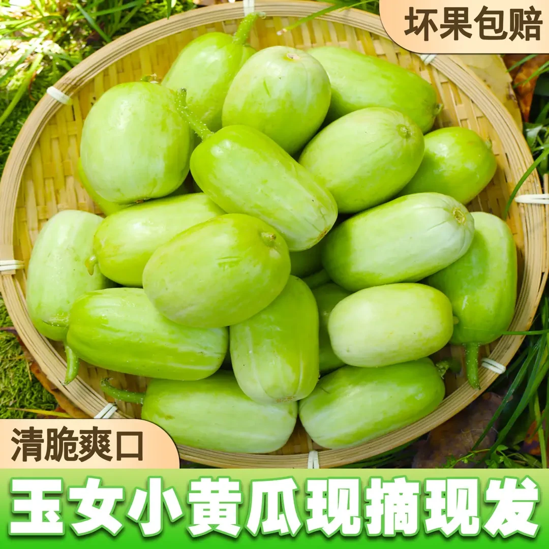 山东潍坊现摘新鲜拇指小黄瓜玉女黄瓜产地直发1-5斤水果清脆新鲜！