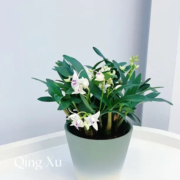 四季开花好养的香水石斛兰盆栽室内桌面花卉带花剑