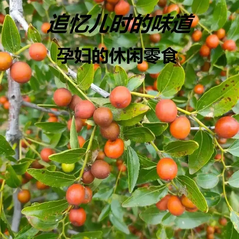 东北辽宁朝阳野生小酸枣嘎嘎酸 九酸一甜 孕妇小孩超爱吃
