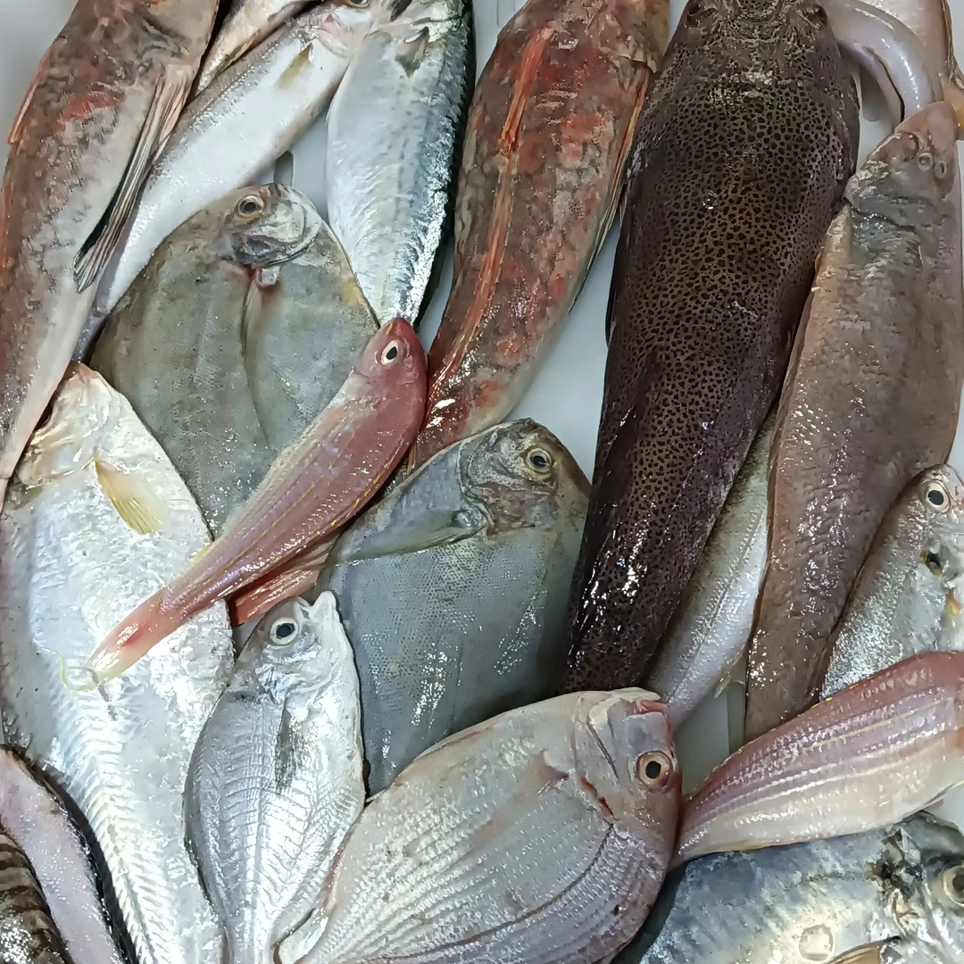 （改价现称）本地新鲜海捕杂鱼冷链发货