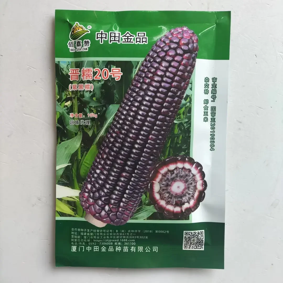 国审晋普20黑甜糯玉米种籽高产黑糯玉米种子软糯香粘玉米种孑