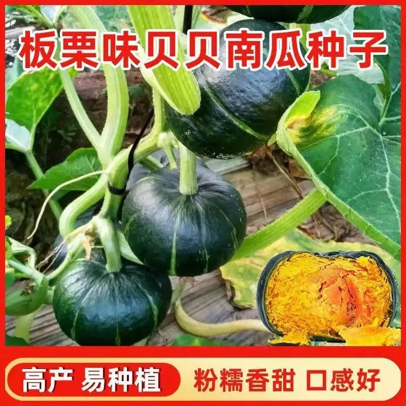 贝贝南瓜种子香甜板栗南瓜春秋四季成熟苗迷你贝贝小南瓜种籽