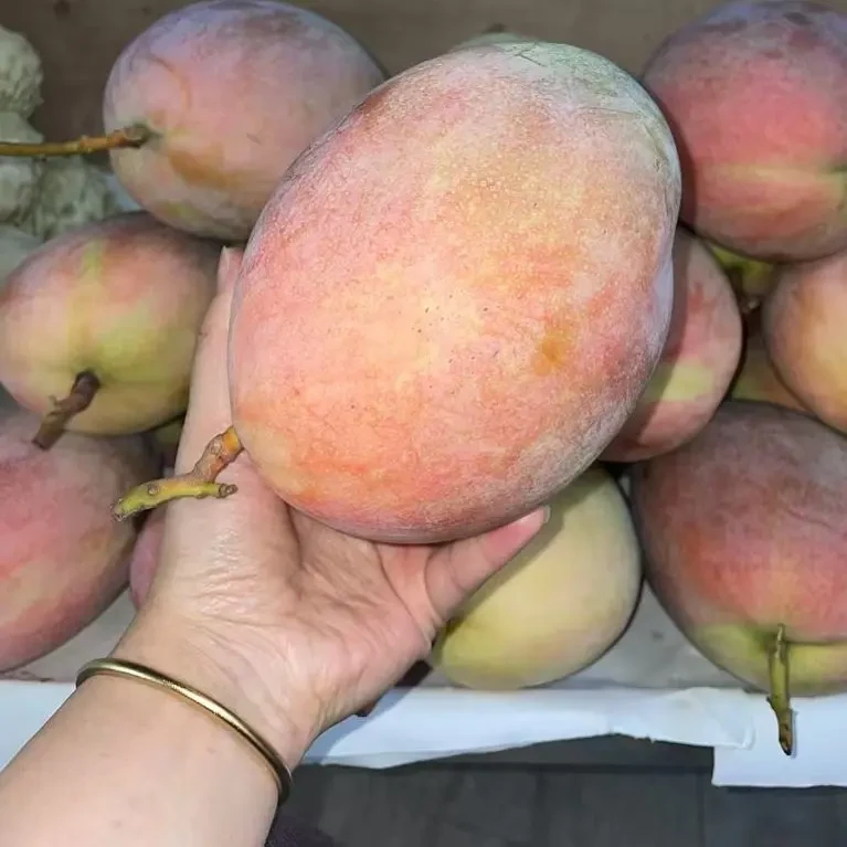 顺丰包邮四川攀枝花晚熟凯特芒果新鲜应季水果鲜甜多汁现摘现发