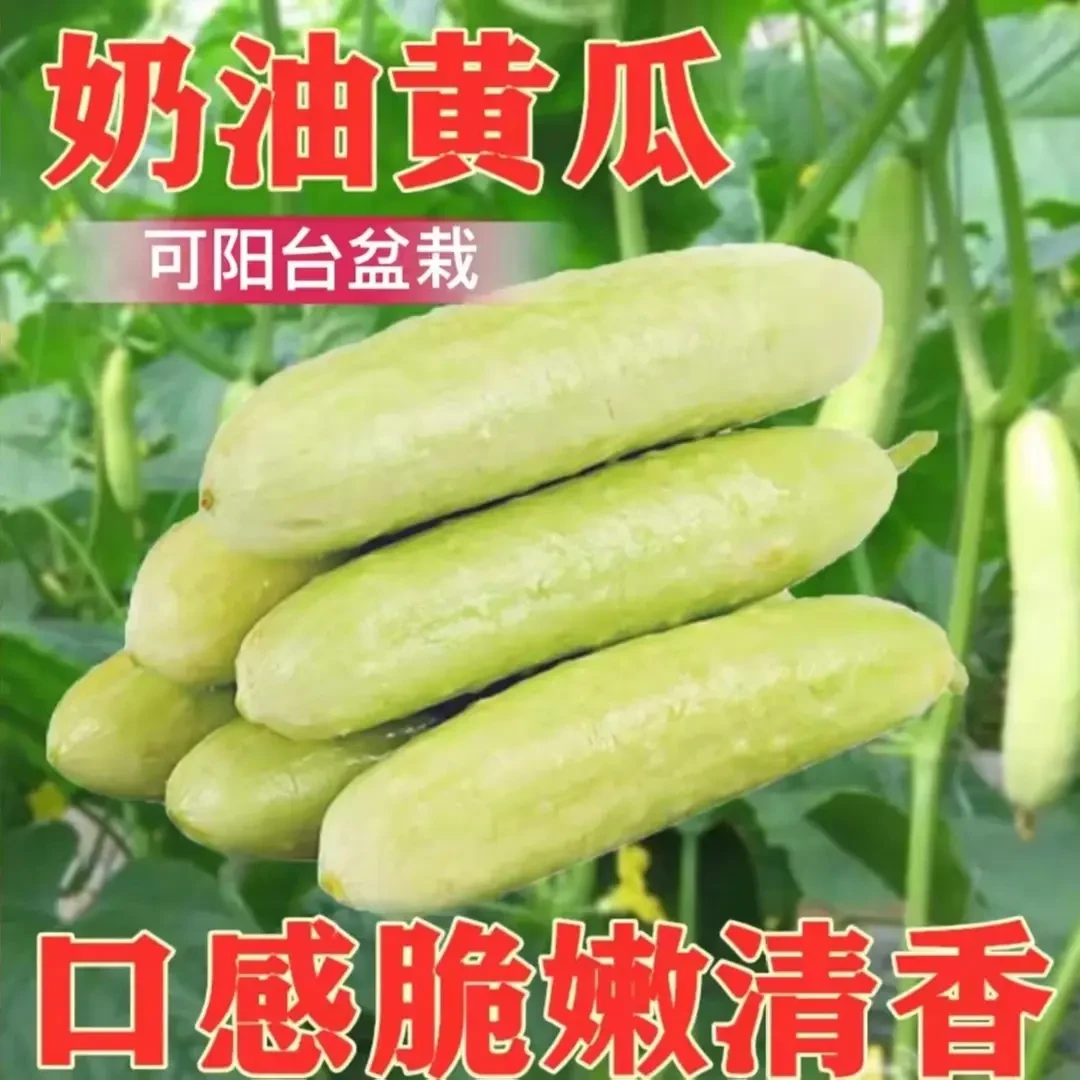 奶油水果黄瓜种子高产早熟白玉黄瓜种籽多汁四季黄瓜蔬菜种子大全