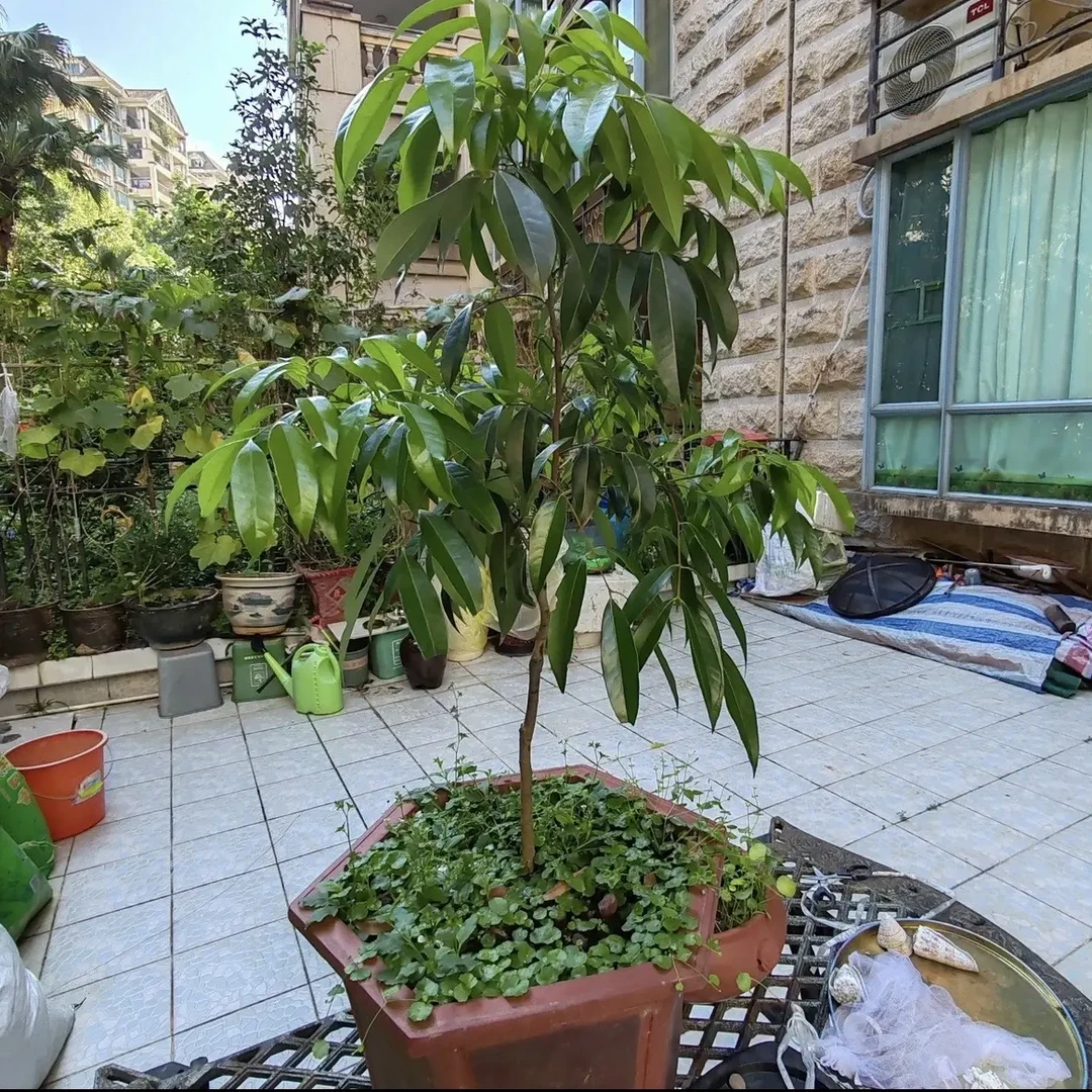 【东荔王】妃子笑嫁接苗果树苗木绿植盆栽2公分左右包邮