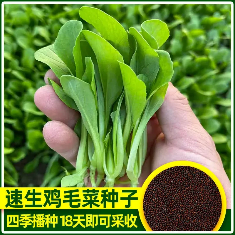 四季鸡毛菜种子耐寒速生小白菜小青菜小油菜盆栽庭院种植蔬菜种子