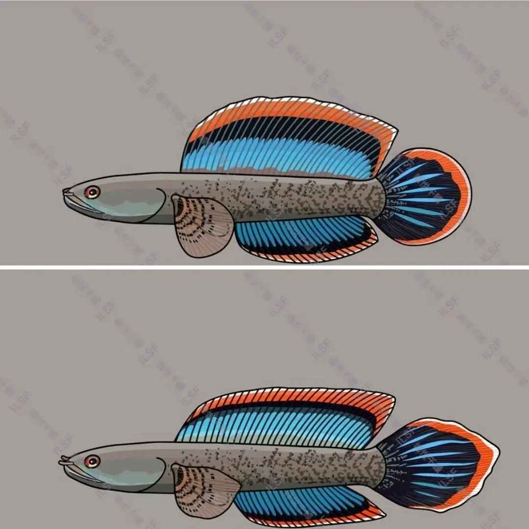 印尼宽边林巴塔雷龙