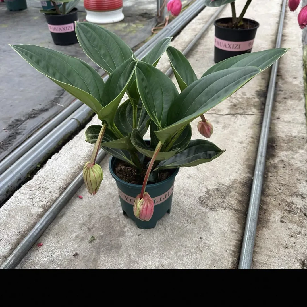 进口宝莲灯花卉带花苞室内好养适合多场景绿植