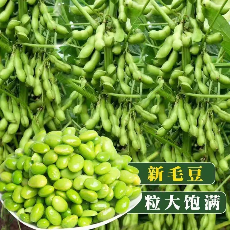 九月鲜大粒毛豆种子软糯清香耐热毛豆种子秋播抗病耐寒蔬菜地栽